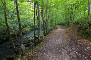 Walking path through forest along river, good for recreation and relaxation, calm scene