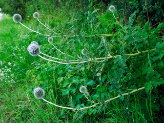Kwitnący Przegorzan kulisty (Echinops sphaerocephalus) to piękna roślina miododajna która przyciąga owady. Występuje na obrzeżach zarośli, murawach kserotermicznych i na rumowiskach jesteż rośliną le