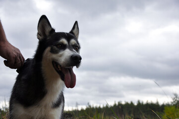 A Siberian husky standing outdoors on a grassy field under a cloudy sky. Close-up portrait of a dog with its tongue out, held gently by a human hand. © Oksana Papirna