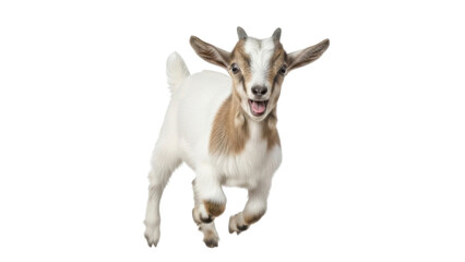 Fototapeta premium Playful brown and white baby goat kid running and jumping forward, isolated photo isolated PNG with Transparent Background