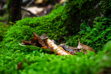 Fallen leaves on moss close up, detail from forest in autumn