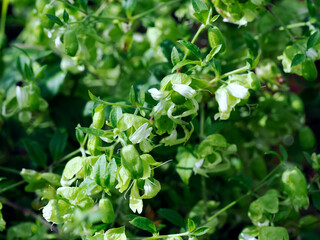 Kwitnący Wyżpin jagodowy (Silene baccifera (L.) gatunek dziko rosnącej rośliny z rodziny goździkowatych. Naturalnym środowiskiem  dla tej rzdkiej rośliny są łęgi i zarośla nadrzeczne. © JDziedzic