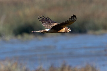 Obraz premium Extremely close view of a female Northern harrier flying, seen in the wild in North California