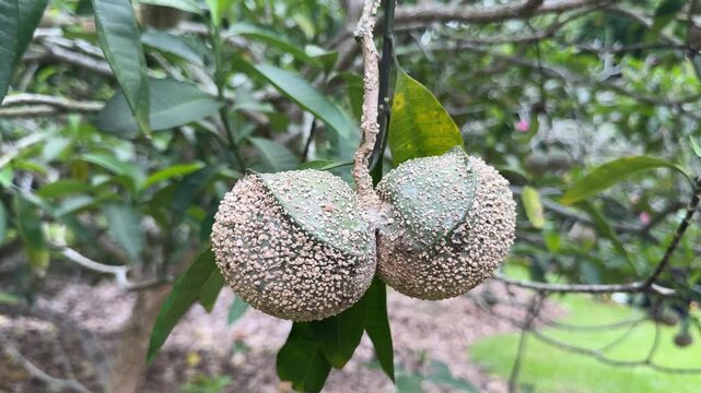 Hanging of the Fruit of the Toad Tree (Tabernaemontana elegans)