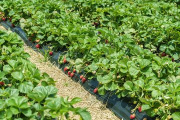 strawberry plants on the ground