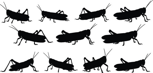 Grasshopper silhouettes set in different poses black flat vector illustration isolated white background insect wildlife icon collection © Empowerment angle 