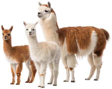 Three adorable, fluffy South American camelids &ndash; a large adult llama, a juvenile, and a baby cria &ndash; with soft, brown and white fleece, stand attentively facing, isolated on transparent background.