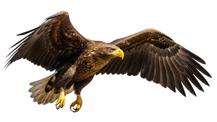 Obraz premium Large Brown Eagle Flying with Wide Outstretched Wings isolated PNG with Transparent Background