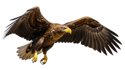 Large Brown Eagle Flying with Wide Outstretched Wings isolated PNG with Transparent Background
