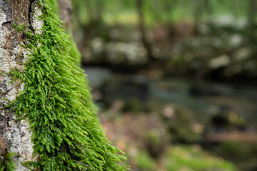 Tree bark covered with moss close up, background is out of focus