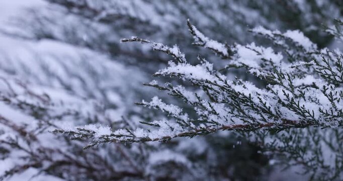 Snow falling on a juniper branch in slow motion