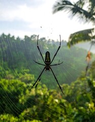 Spider in a web over a lush green forest