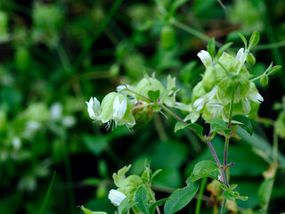 Kwitnąca Ostróżeczka polna (Consolida regalis) na leśnej polanie. Jest piękną delikatną rośliną i jest stosowana w ziołolecznictwie © JDziedzic
