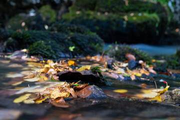 Fallen leaves accumulated on stone in creek close up, mossy stones in background out of focus