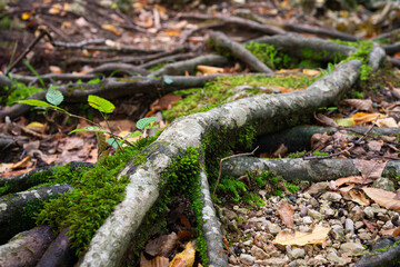 Intertwined roots covered with moss on ground close up, detail from forest