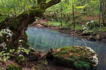 Old hunchbacked tree bent over river and boulder in water next to it with moss © slobodan