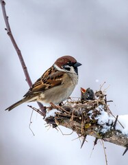 Sparrow with young in snowy nest