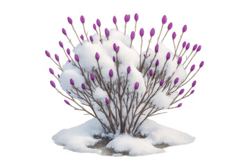 Purple flower buds on snow covered bush, signaling spring arrival and renewal during cold winter season