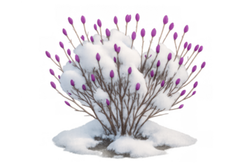 Purple flower buds on snow covered bush, signaling spring arrival and renewal during cold winter season