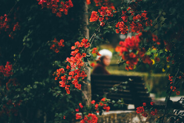Low-key selective focus shot of vibrant red bougainvillea flowers in foreground, dark green...