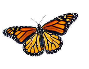 Fototapeta premium Monarch Butterfly with Orange Black and White Wings on Black Background insect lepidoptera