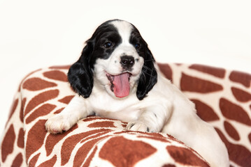A small smiling white spaniel puppy looks happily into the camera.