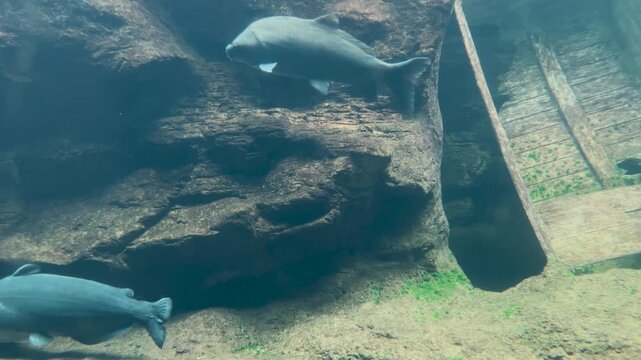 blue gray bullhead fish swimming under water near rocks and sunken rowboat