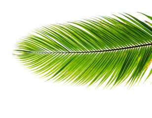 Obraz premium Vibrant Green Palm Leaf Frond with Detailed Veins on Black Background Keywords: palm leaf, frond, green, vibrant, tropical