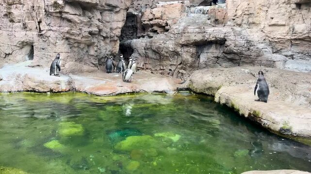 Flock of penguins grooming and walking around rocks and pond