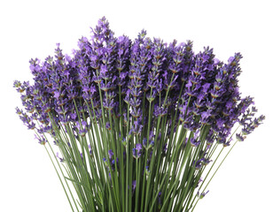 Fototapeta premium Bunch of Fresh Lavender Stems with Purple Flowers Isolated on Black floral herb