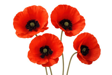 Obraz premium Red poppy flowers with delicate petals and dark centers symbolizing remembrance and peace, isolated on a transparent background