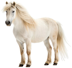 Obraz premium A majestic, cream-colored Shetland pony with a thick, flowing mane and tail, rendered in a realistic photographic style, stands in a relaxed pose facing forward, isolated on transparent background.