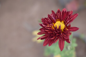Obraz premium Beautiful Maroon chrysanthemum flowers closeup in the winter garden, Closeup of Chrysanthemum flower, Field of the Maroon Chrysanthemum, Beautiful Maroon flower blooming in nature.
