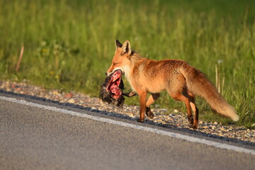 fox with pray