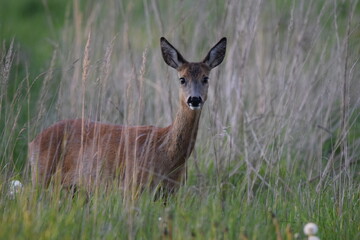 deer in the grass