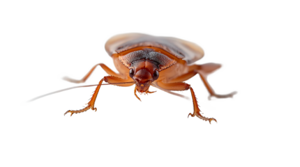 Common brown beetle or cockroach pest, entomology study, background removal, isolated subject for hygiene awareness.