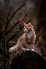 A luxurious red kitten in the middle of a dark autumn forest. A beautiful animal in nature.