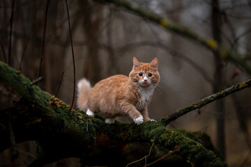 A luxurious red kitten in the middle of a dark autumn forest. A beautiful animal in nature.