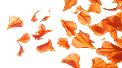 Floating orange flower petals scattered gracefully isolated on a white background
