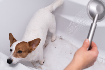 Jack Russell Terrier is sitting in the bathroom