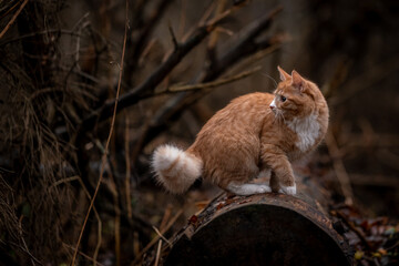 A luxurious red kitten in the middle of a dark autumn forest. A beautiful animal in nature.
