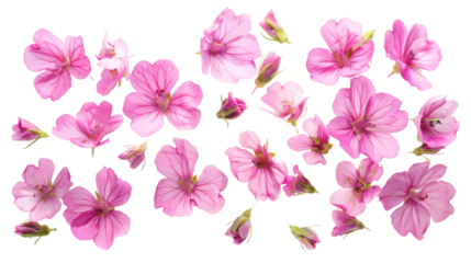 Floating pink flowers delicately arranged on a white background