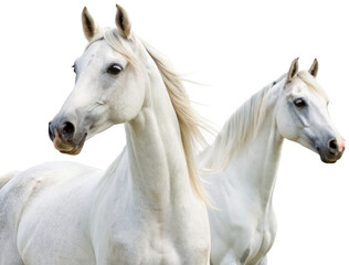 Majestic, elegant white horses with flowing manes and expressive eyes, depicted in a realistic photographic style, are positioned closely together in a gentle, isolated on transparent background.