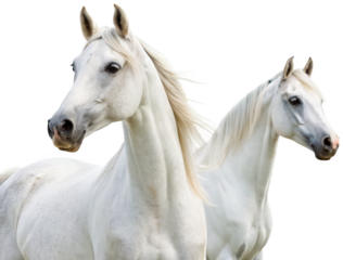 Majestic, elegant white horses with flowing manes and expressive eyes, depicted in a realistic photographic style, are positioned closely together in a gentle, isolated on transparent background.