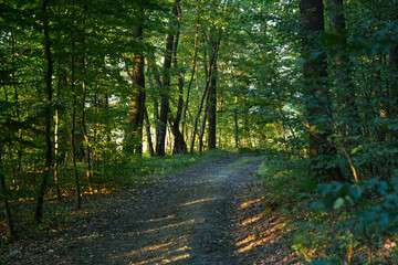 Letni popołudniowy nostalgiczny słoneczny krajobraz z pagórkami polami i zaroślami.  Lato to czas wędrówek  wśród naturalnego środowiska jakie stwarza wiejski krajobraz. © JDziedzic