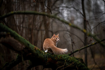 A luxurious red kitten in the middle of a dark autumn forest. A beautiful animal in nature.