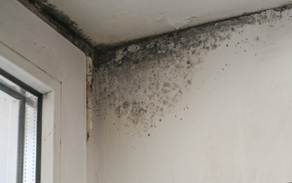 mold spreading from window frame to wall. Black spots indicate long-term moisture exposure. Mold covering window frame and wall, likely caused by humidity. prolonged exposure to moisture.