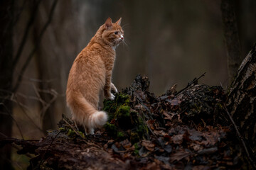 A luxurious red kitten in the middle of a dark autumn forest. A beautiful animal in nature.