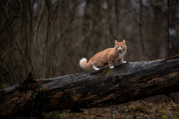 A luxurious red kitten in the middle of a dark autumn forest. A beautiful animal in nature.