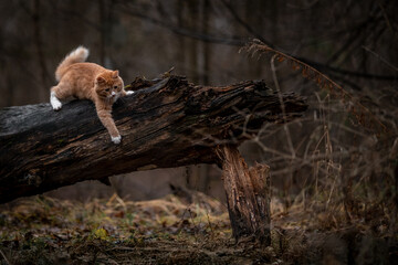 A luxurious red kitten in the middle of a dark autumn forest. A beautiful animal in nature.